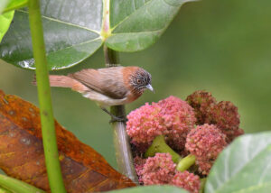 Mindanao Pygmy Babbler