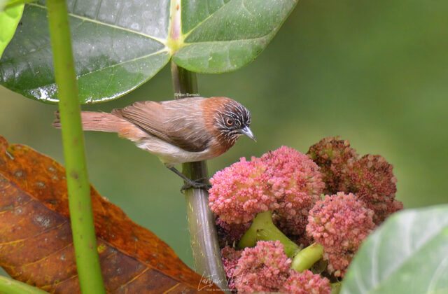 Mindanao Pygmy Babbler