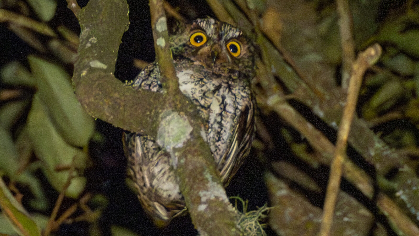 Mindanao Scops Owl