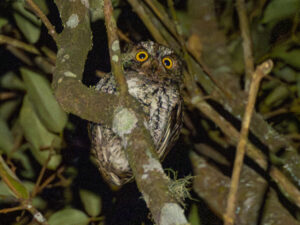 Mindanao Scops Owl