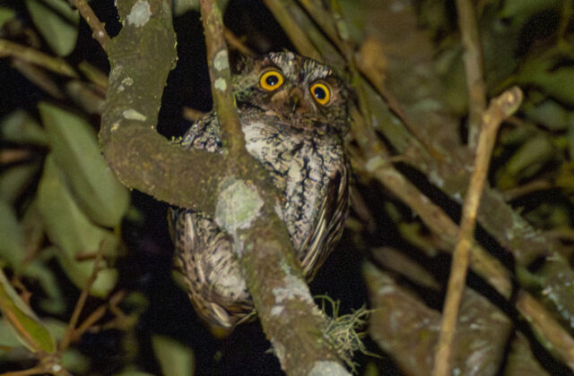 Mindanao Scops Owl