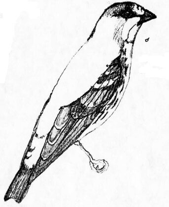 Mindanao Serin