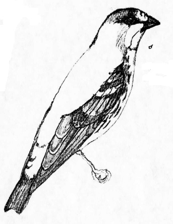 Mindanao Serin