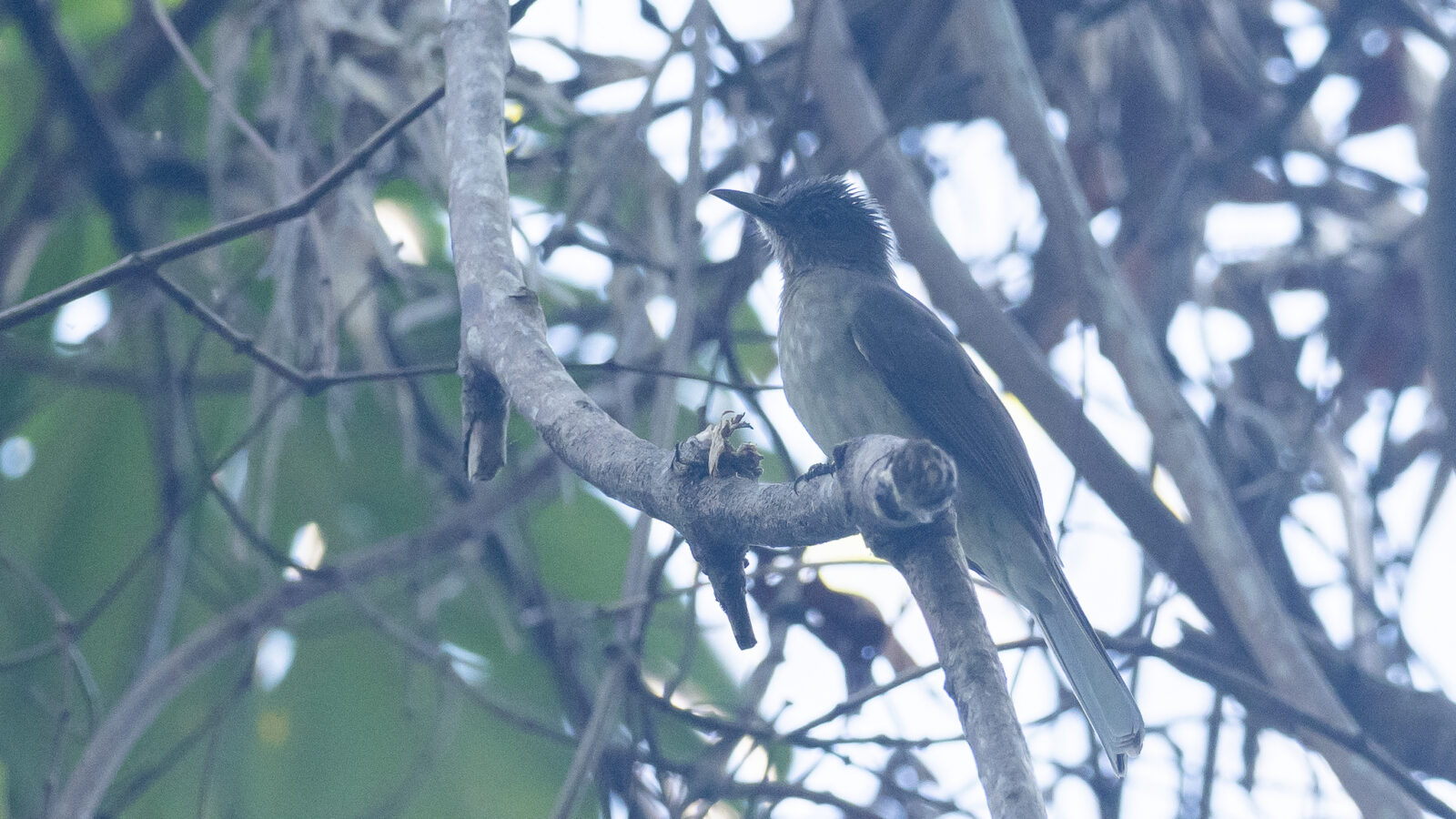 Mindoro Bulbul