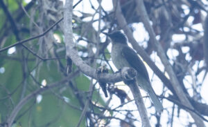 Mindoro Bulbul