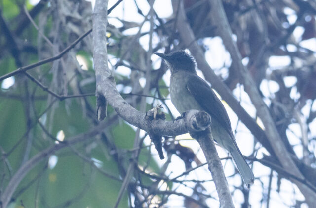 Mindoro Bulbul