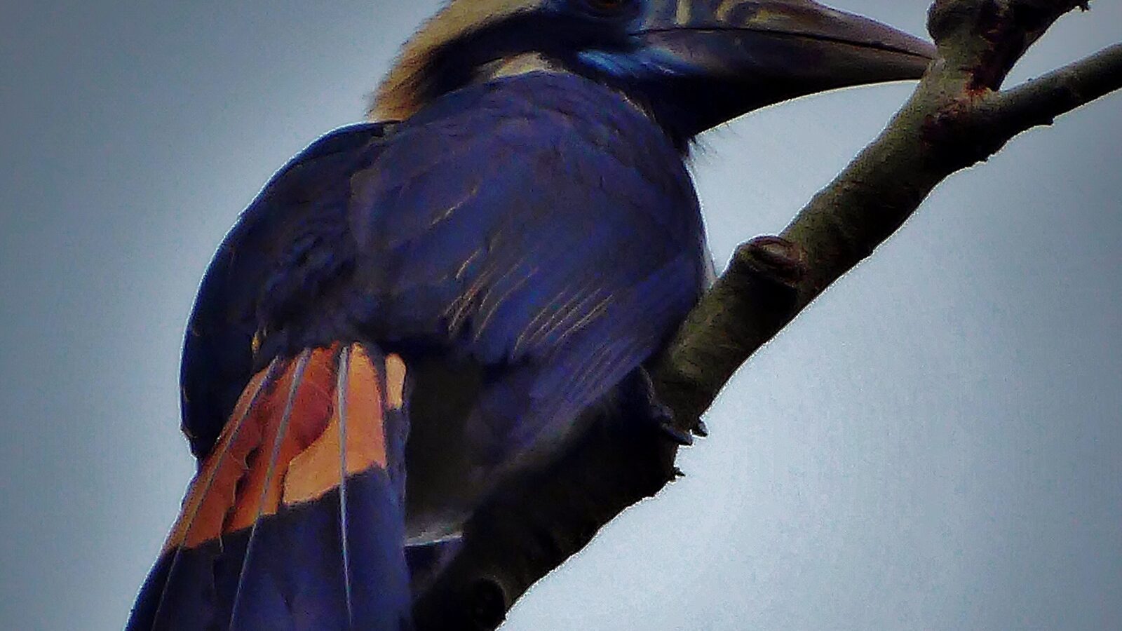 Mindoro Hornbill