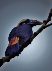 Mindoro Hornbill