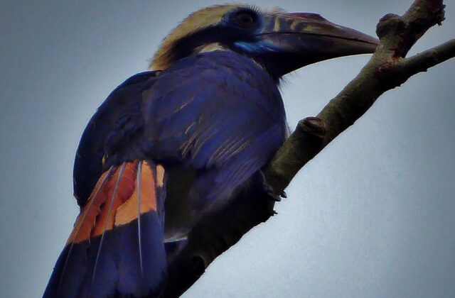 Mindoro Hornbill