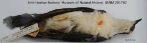 Mindoro Bleeding-heart