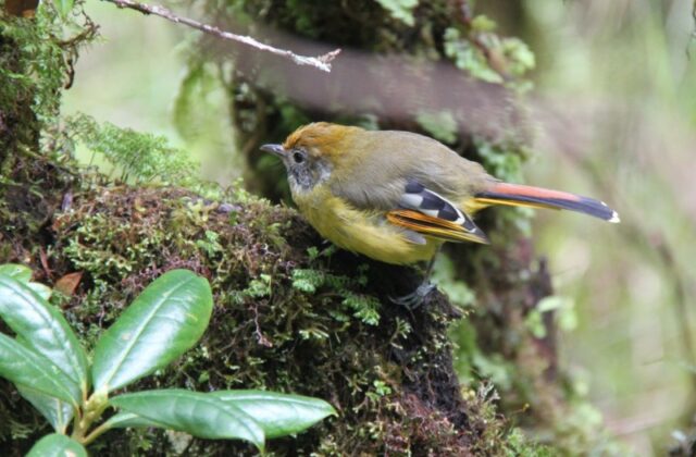 Bar-throated Minla