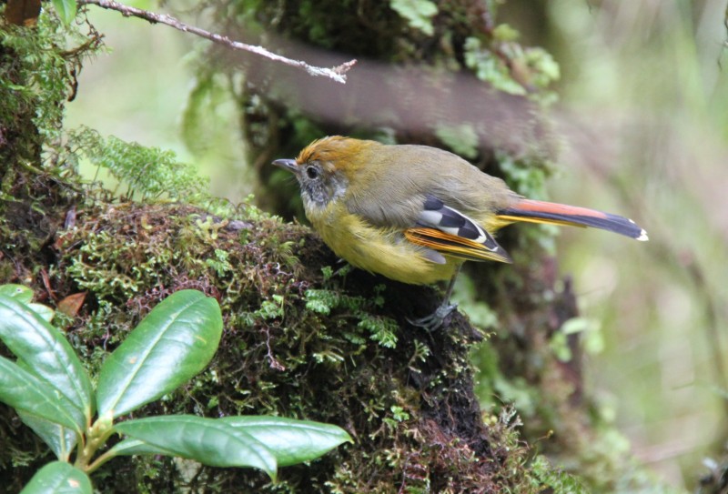 Bar-throated Minla