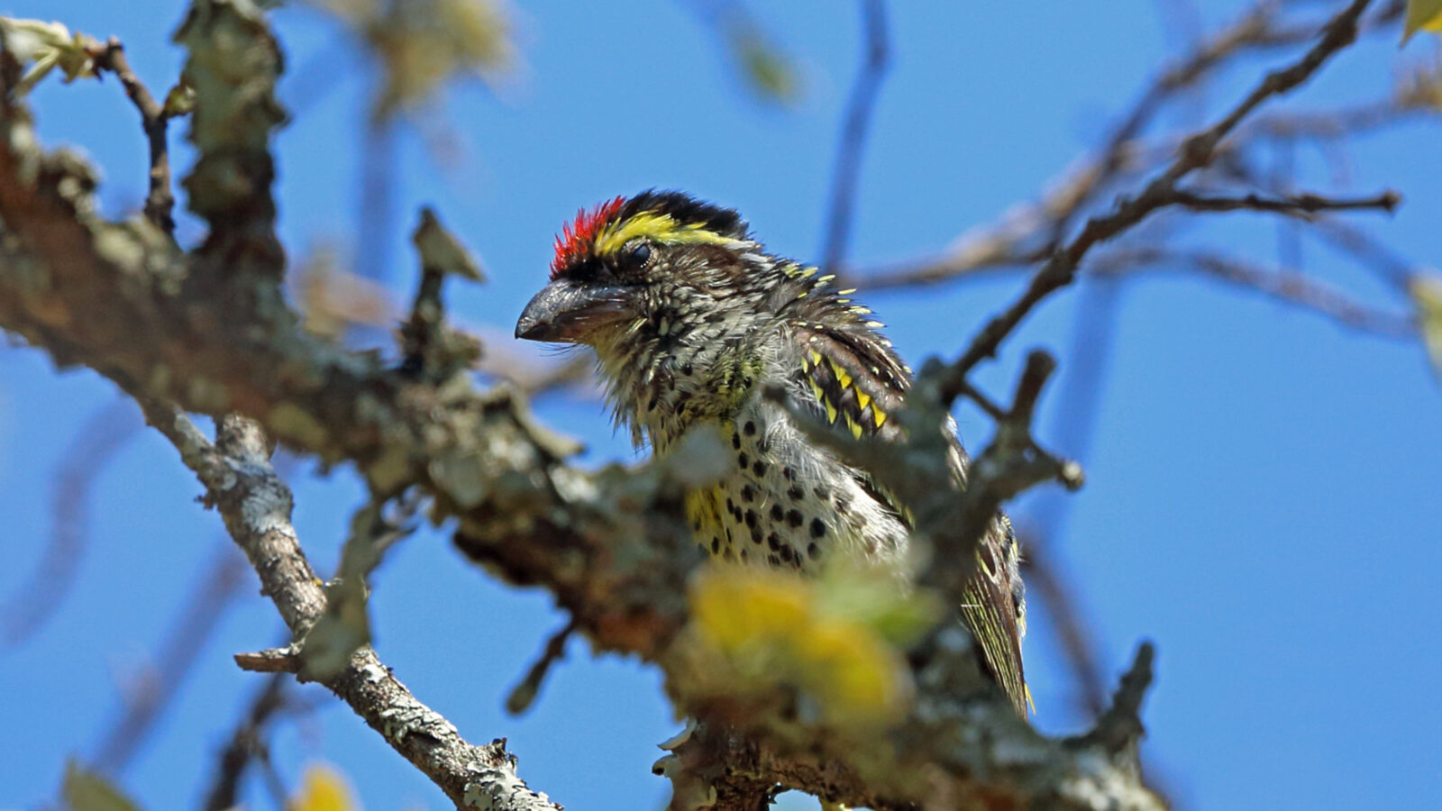 Miombo Pied Barbet