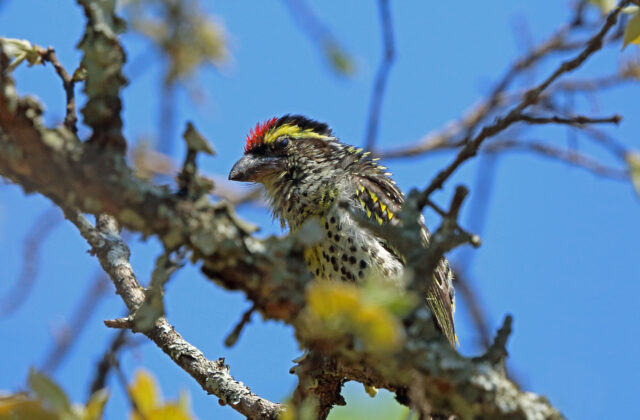 Miombo Pied Barbet