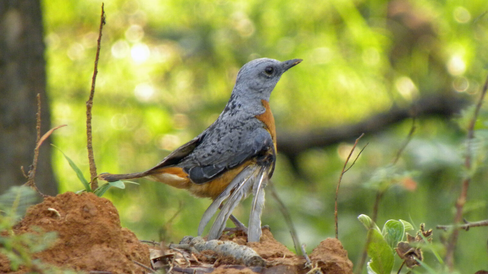 Miombo Rock Thrush