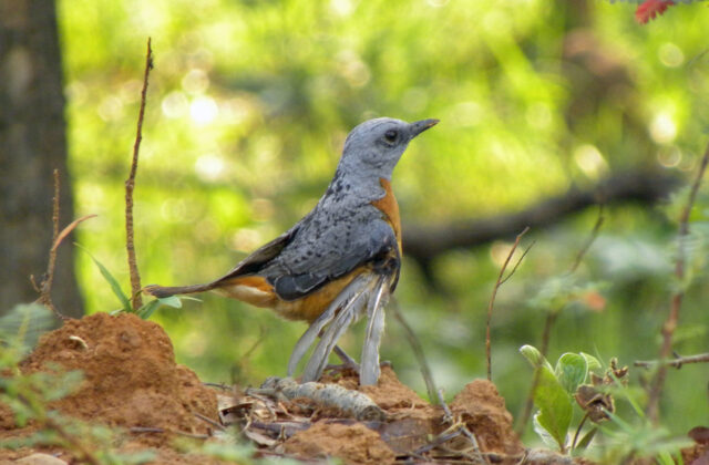 Miombo Rock Thrush