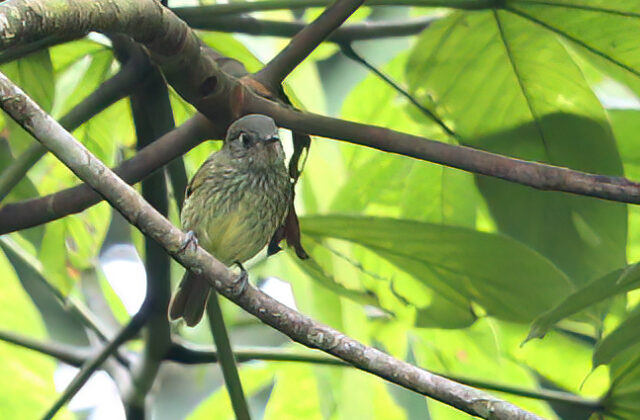 Olive-striped Flycatcher
