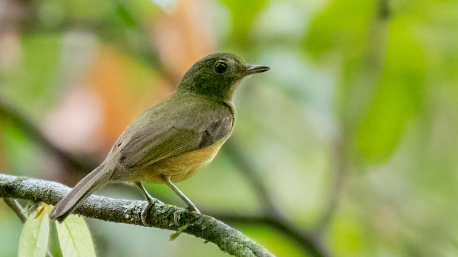 McConnell’s Flycatcher