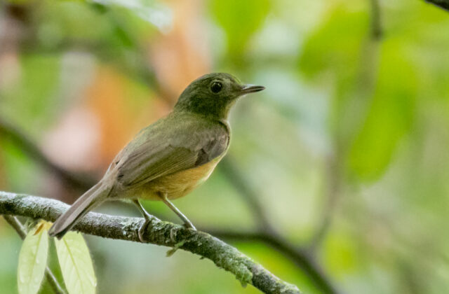 McConnell’s Flycatcher
