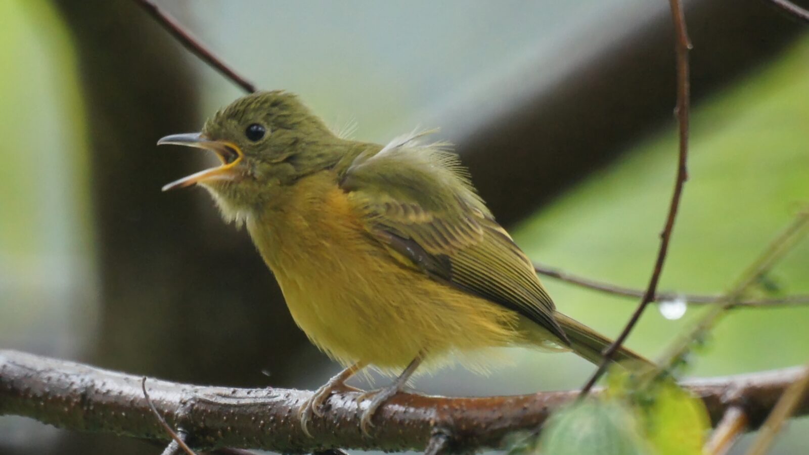 Ochre-bellied Flycatcher