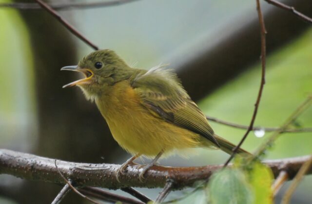 Ochre-bellied Flycatcher