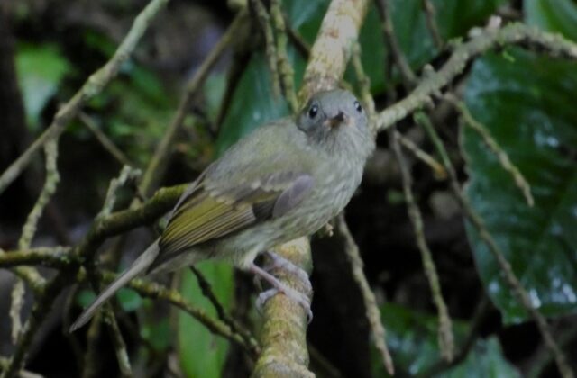 Olive-streaked Flycatcher