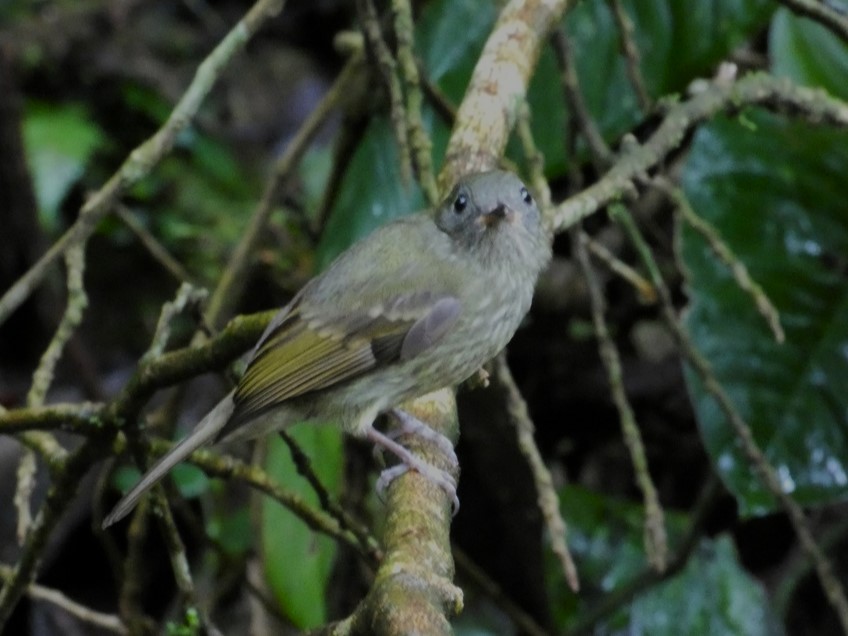 Olive-streaked Flycatcher