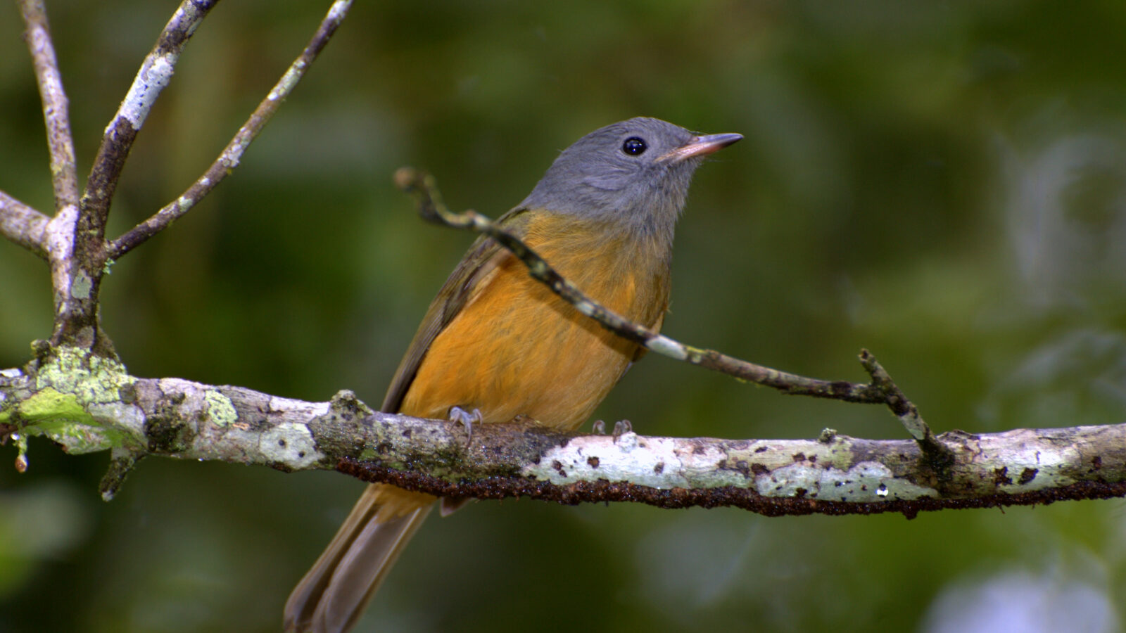 Grey-hooded Flycatcher