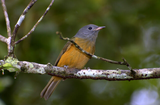 Grey-hooded Flycatcher