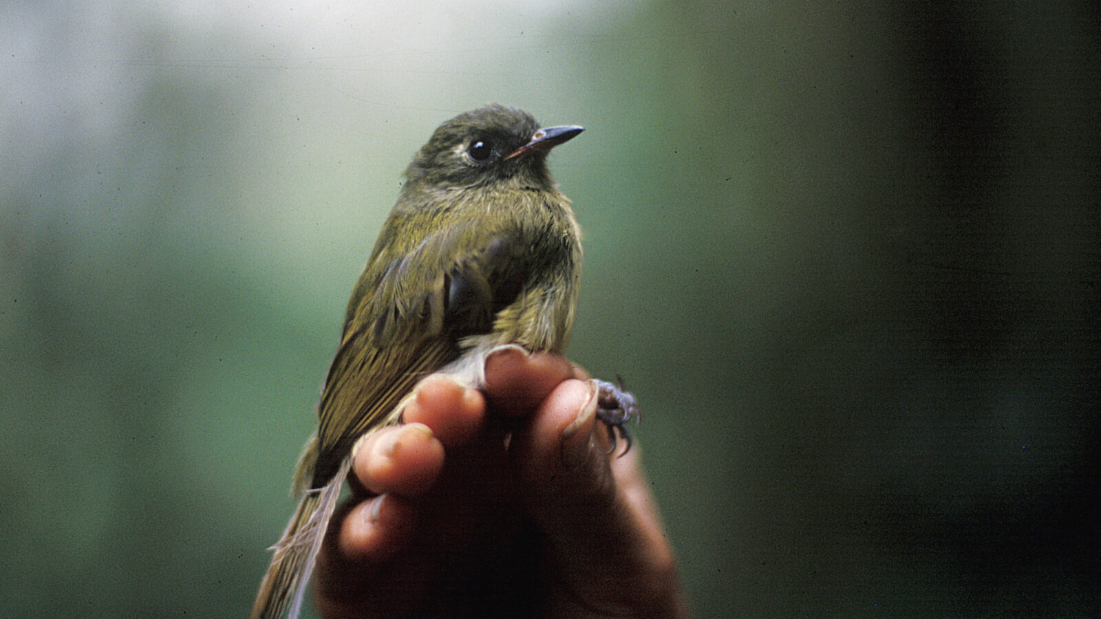 Streak-necked Flycatcher