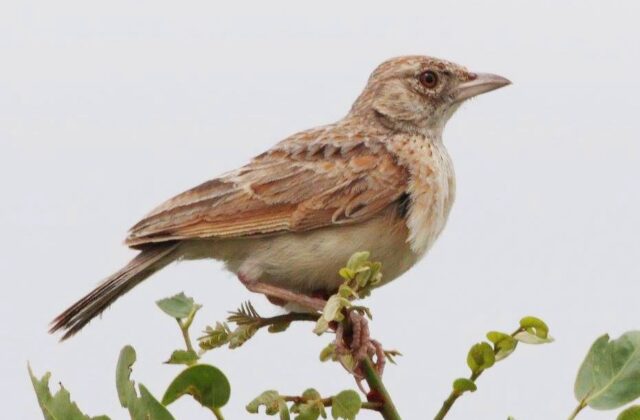 Plains Lark