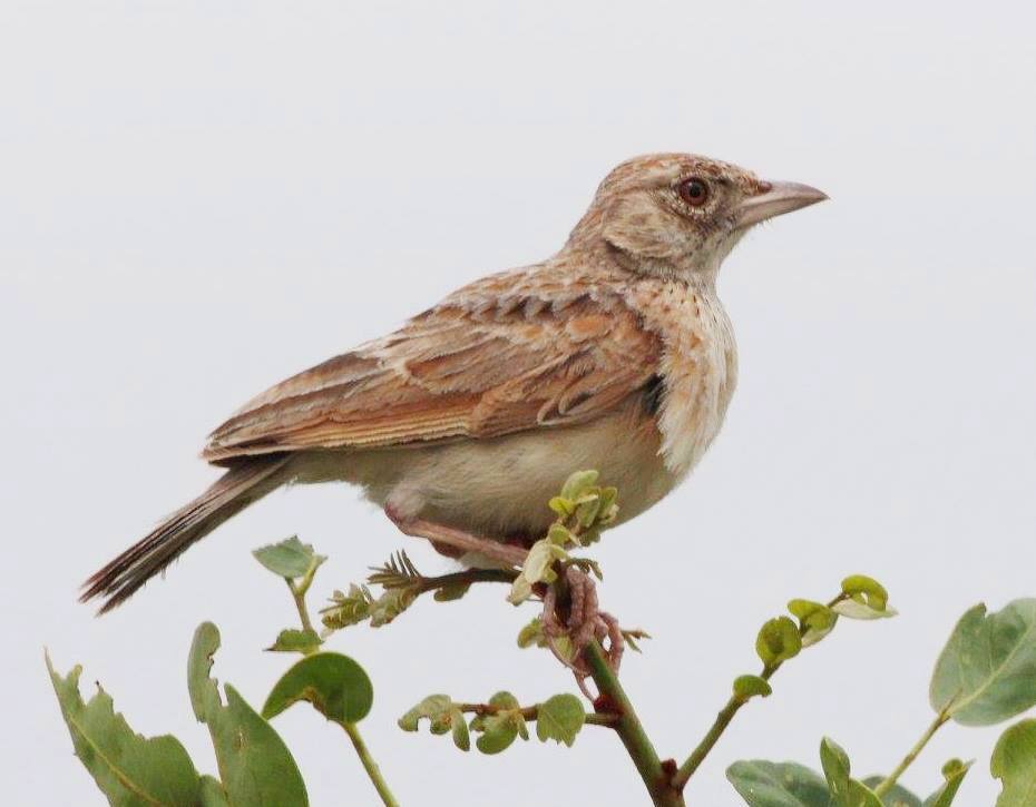Plains Lark