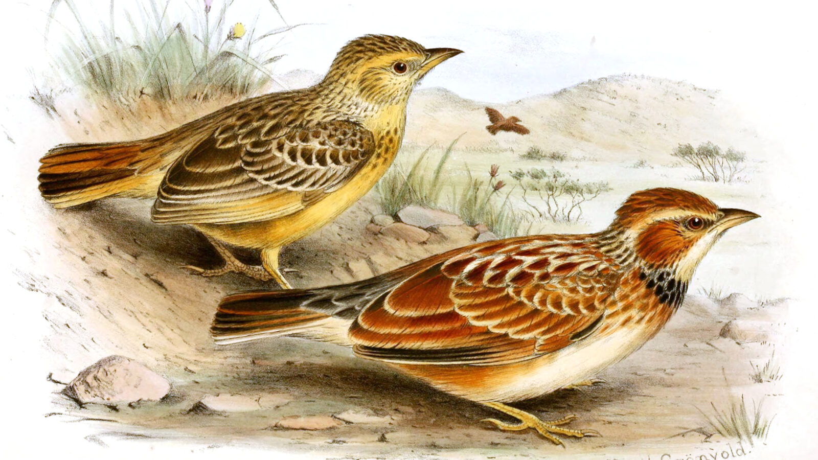 Collared Lark