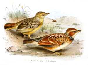 Collared Lark