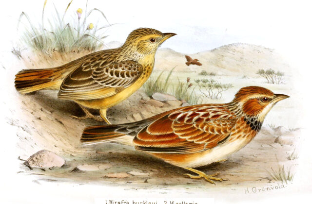 Collared Lark