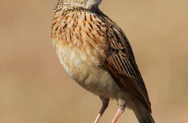 Rufous-naped Lark