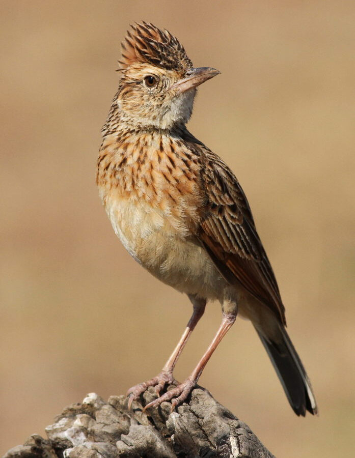 Rufous-naped Lark