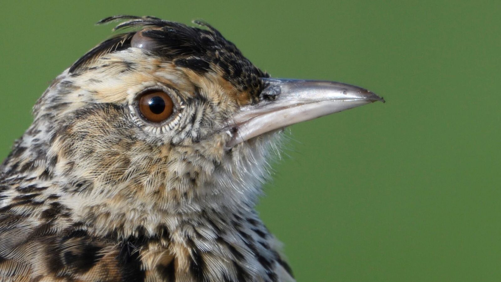 Plateau Lark