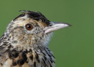 Plateau Lark