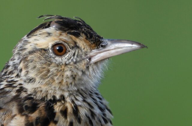 Plateau Lark
