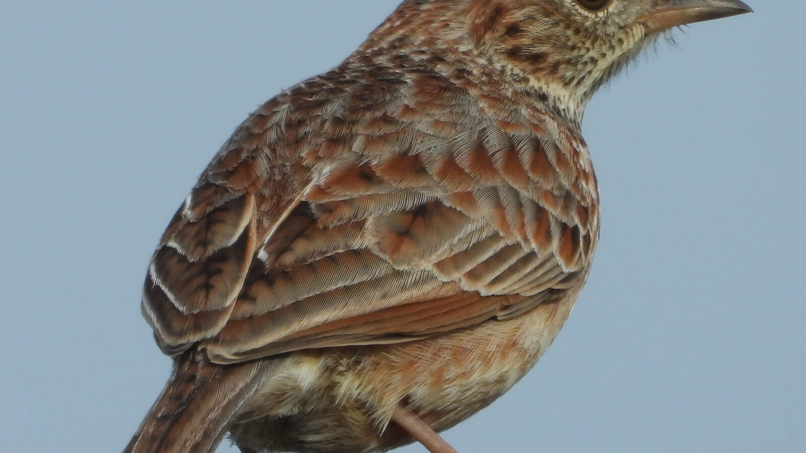 Cape Clapper Lark