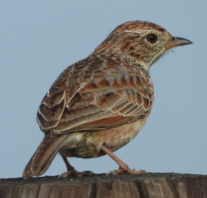 Cape Clapper Lark