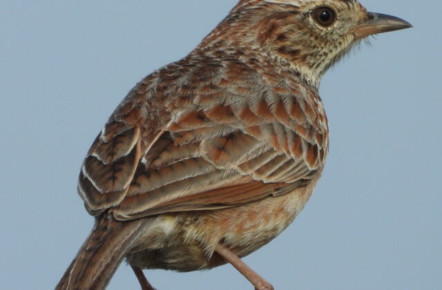 Cape Clapper Lark