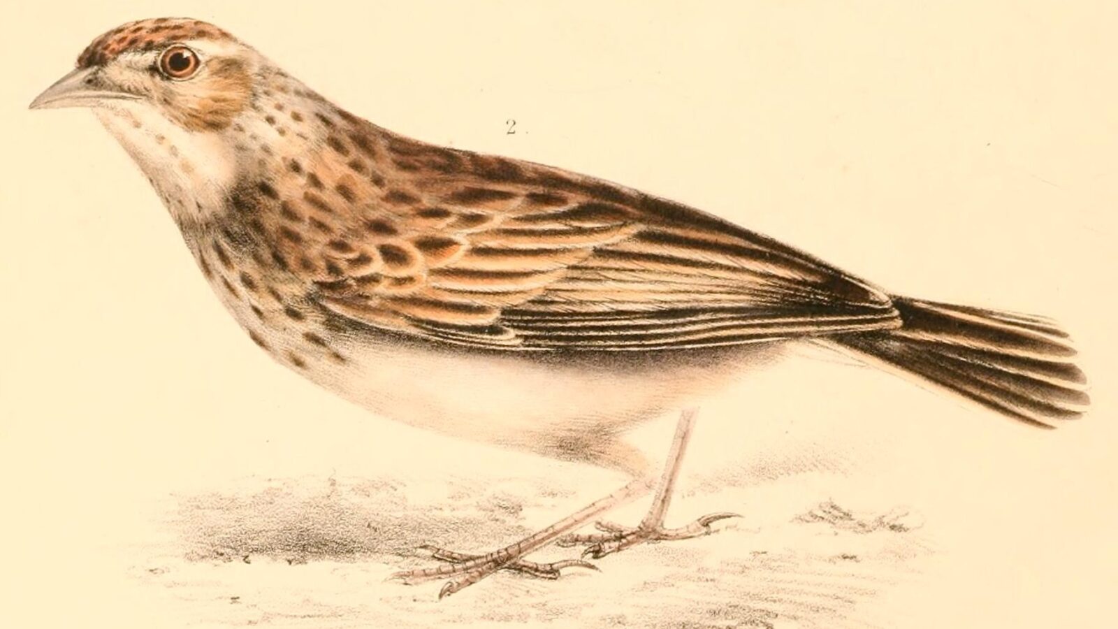 Melodious Lark