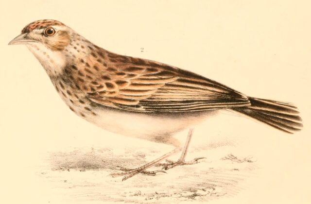 Melodious Lark