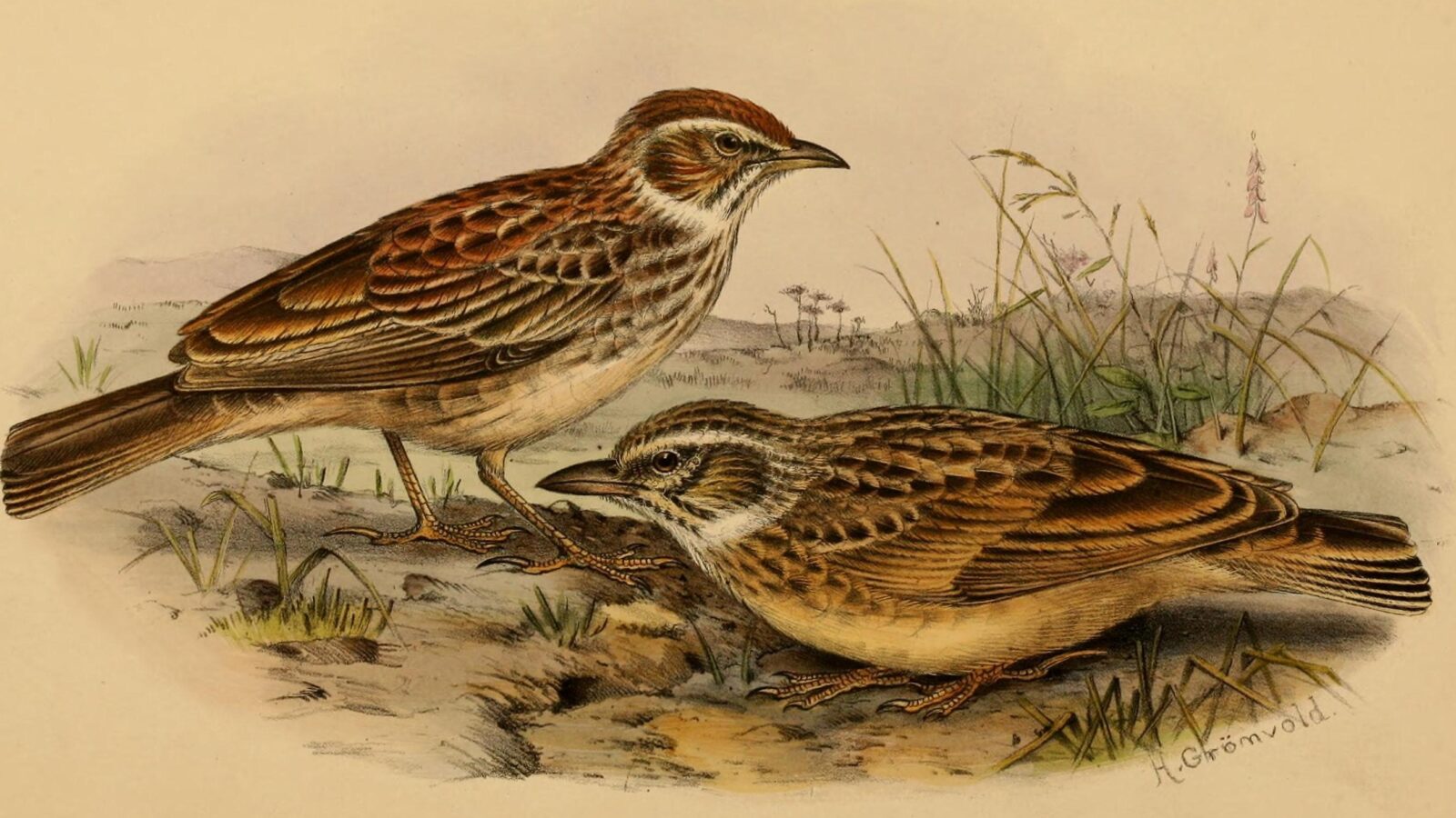 Gillett’s Lark