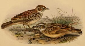 Gillett’s Lark