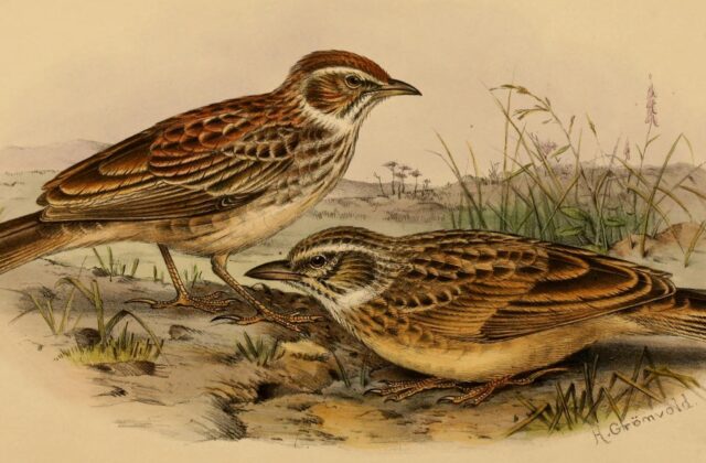 Gillett’s Lark