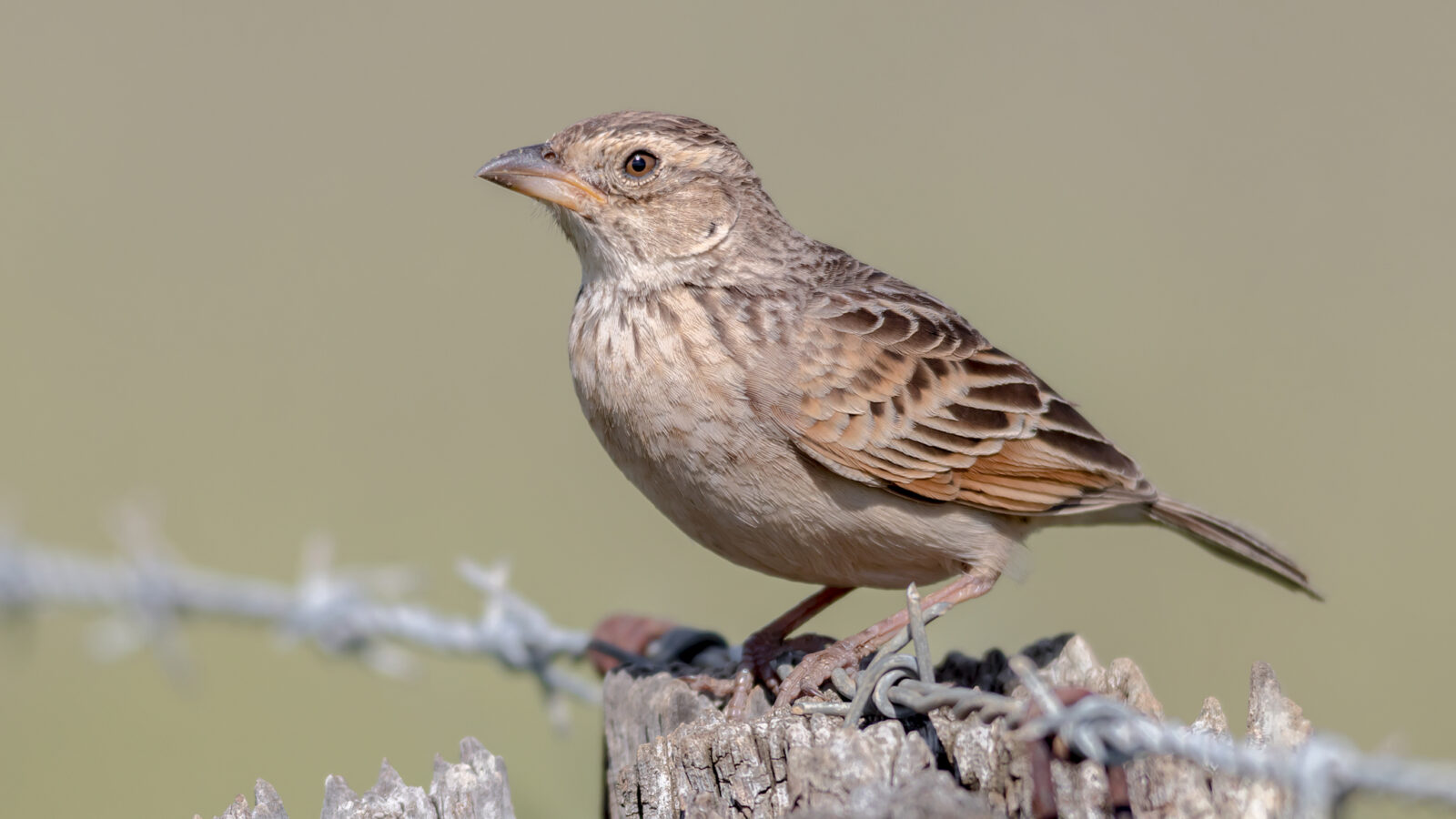 Singing Bush Lark