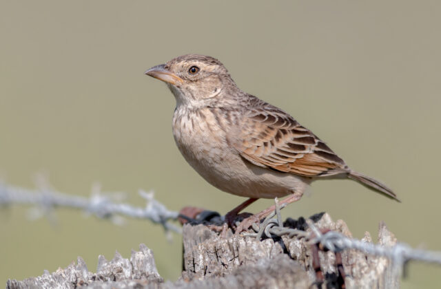 Singing Bush Lark
